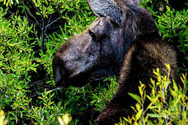 Moose Poster featuring the photograph Moose Jackson Hole by Ben Graham