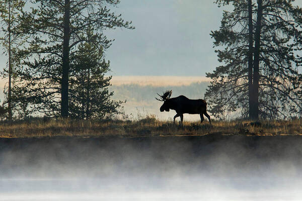 Moose Poster featuring the photograph Moose Surprise by Shari Sommerfeld