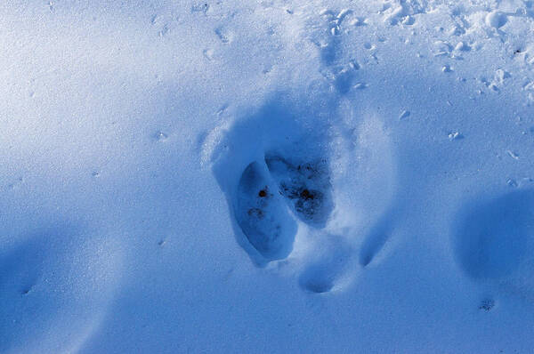 Snow Poster featuring the photograph Moose Track by Cathy Mahnke