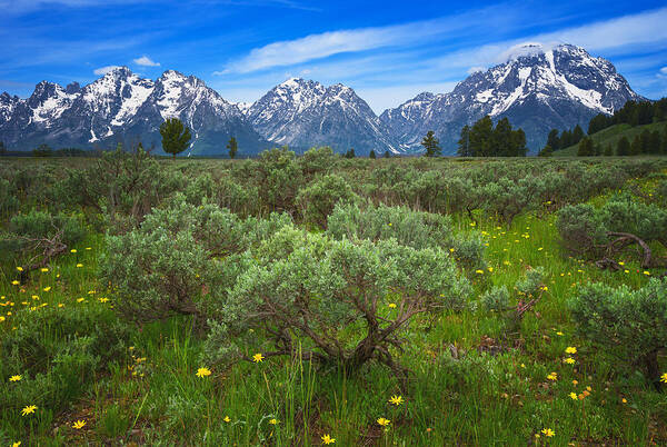 Grand Tetons Poster featuring the photograph Moran Meadows by Darren White