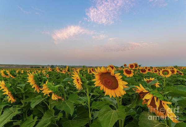 Sunflower Poster featuring the photograph Morning along the Sunflower Fields by Ronda Kimbrow
