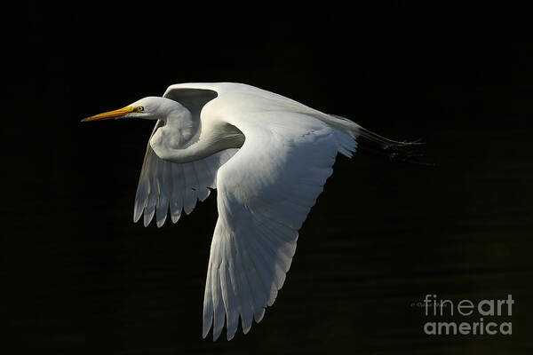 Giant Egret Poster featuring the photograph Morning Beauty by Deborah Benoit