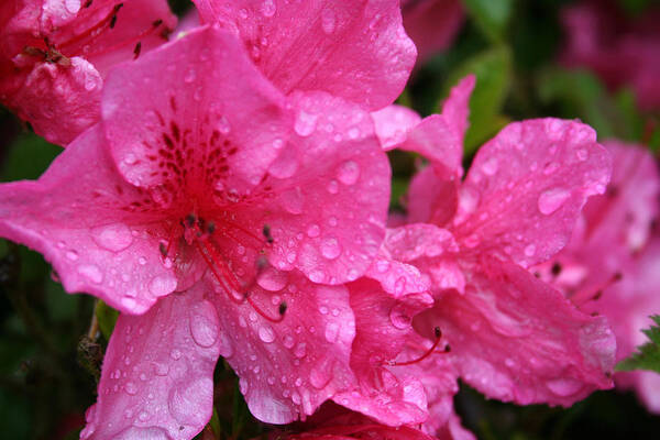Azaleas Poster featuring the photograph Morning Dew by Mary Gaines