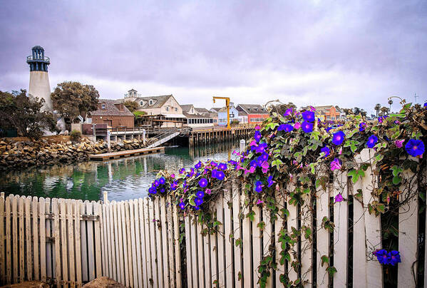 Morning Glories Poster featuring the photograph Morning Glory at the Harbor by Lynn Bauer