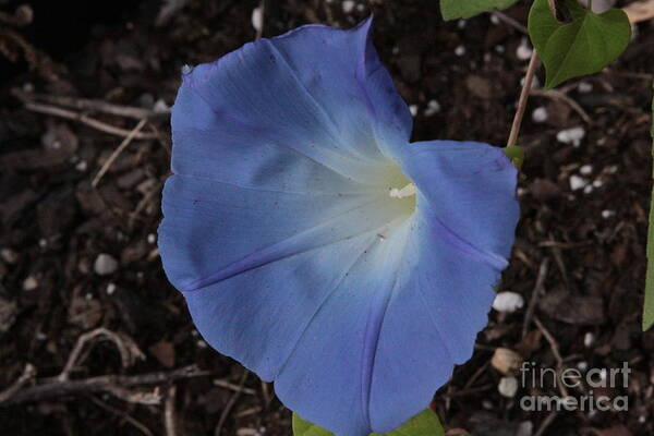 Morning Glory Poster featuring the photograph Morning Glory by Robin Pedrero