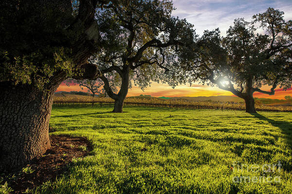 Napa Poster featuring the photograph Morning in Wine Country by Jon Neidert