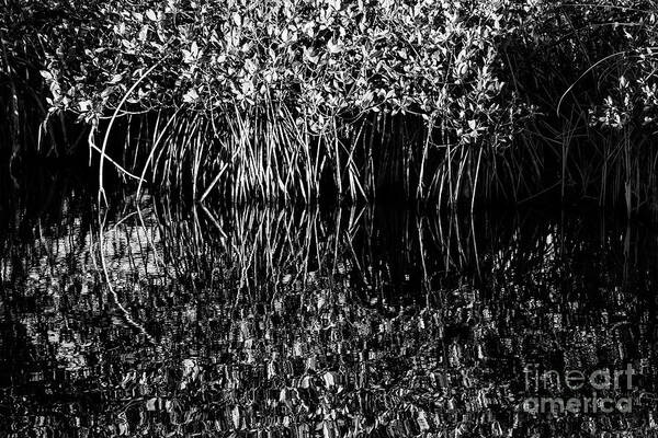 The Everglades Poster featuring the photograph Morning Light Mangrove Reflection 2 by Bob Phillips