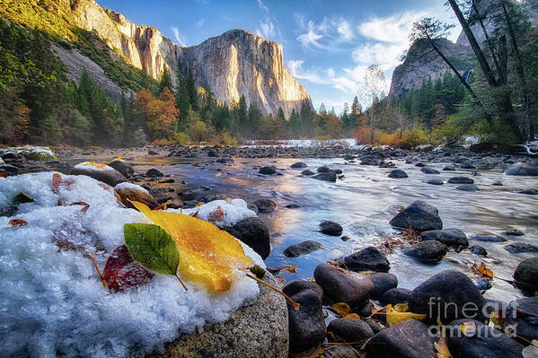 Yosemite Poster featuring the photograph Morning Mist by Anthony Michael Bonafede