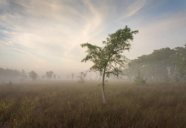 Big Cypress Poster featuring the photograph Morning Mist by Bill Martin