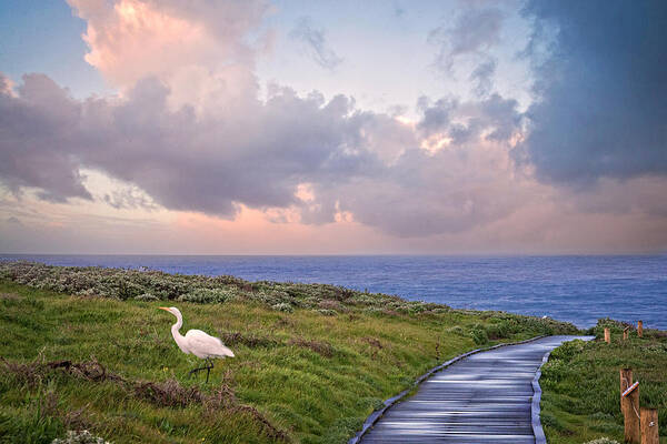 Sunrise Poster featuring the photograph Morning Run by Lynn Bauer