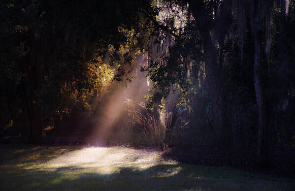 Morning Poster featuring the photograph Morning Skylight by Dick Hudson