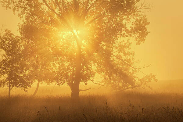 Sunrise Poster featuring the photograph Morning Sun by Dan Jurak