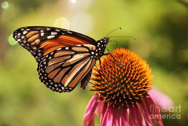 Morning Light Poster featuring the photograph Morning Wings by Yumi Johnson