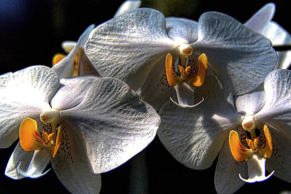 Orchid Poster featuring the photograph Moth Orchids by David Patterson