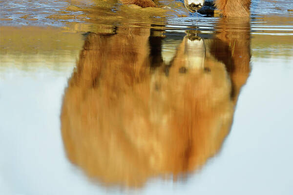 Grizzly Poster featuring the photograph Mother Grizzly Reflection by Mark Harrington