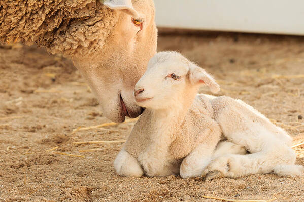 Cosley Zoo Poster featuring the photograph Mother Sheep with Newborn Lamb by Joni Eskridge