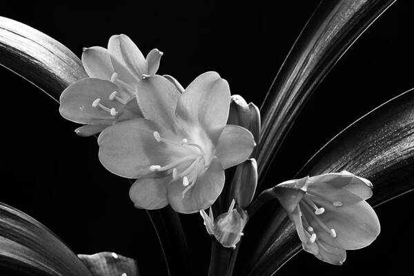 Lily Blossoms Poster featuring the photograph Mother's Clivia Lily by Sandra Foster
