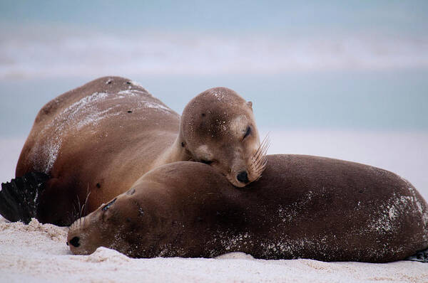Sea Lions Poster featuring the photograph Mother's Love by Julia McHugh