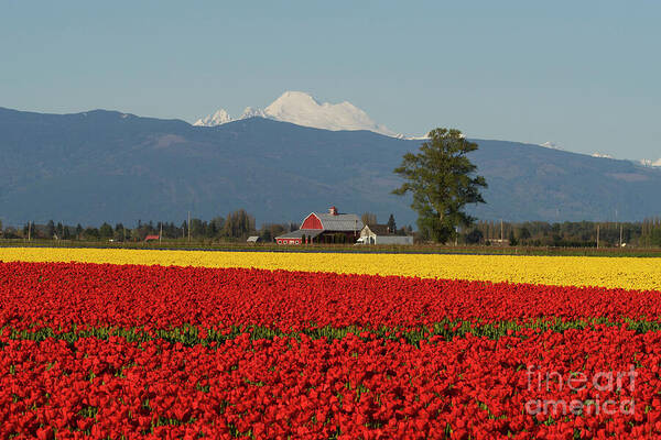 Tulip Poster featuring the photograph Mount Baker Skagit Valley Tulip Festival Barn by Mike Reid