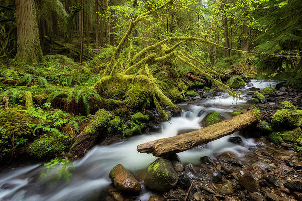 Creek Poster featuring the photograph Mount Hood Creek by Jon Ares