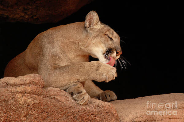 Cougar Poster featuring the photograph Mountain Lion In Cave Licking Paw by Max Allen