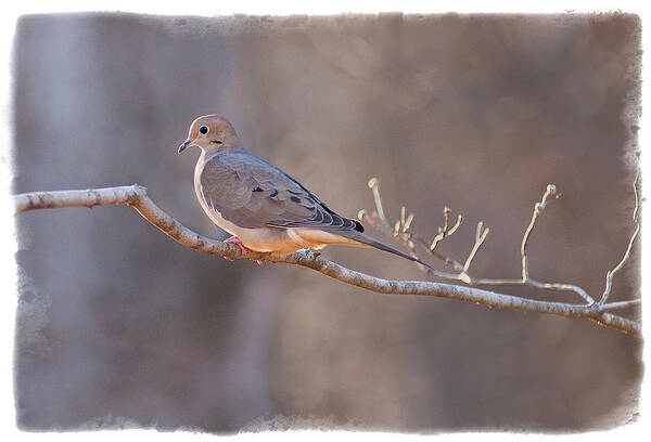 Bird Photography Poster featuring the photograph Mourning Dove by David Waldrop