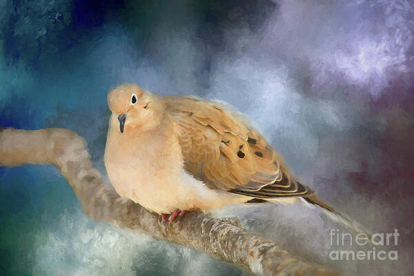 Winter Poster featuring the photograph Mourning Dove of Winter by Darren Fisher