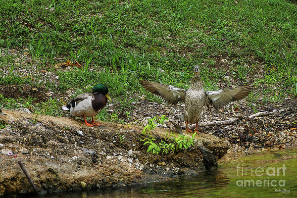 Mallard Poster featuring the mixed media Mr and Mrs Mallard by Jennifer White