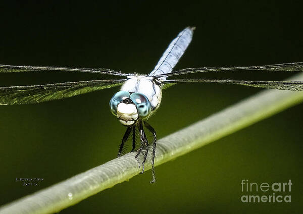 Photoshop Poster featuring the photograph Mr Blue-Eyed DragonFly by Melissa Messick