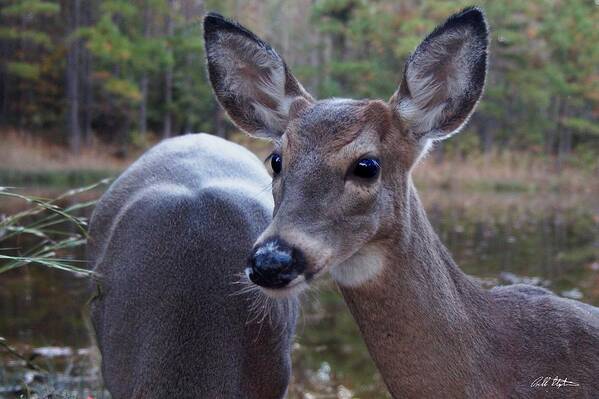 Deer Poster featuring the photograph Mr. Cool by Bill Stephens