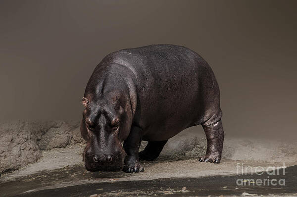 Hippopotamus Poster featuring the photograph Mr. Hippo by Charuhas Images