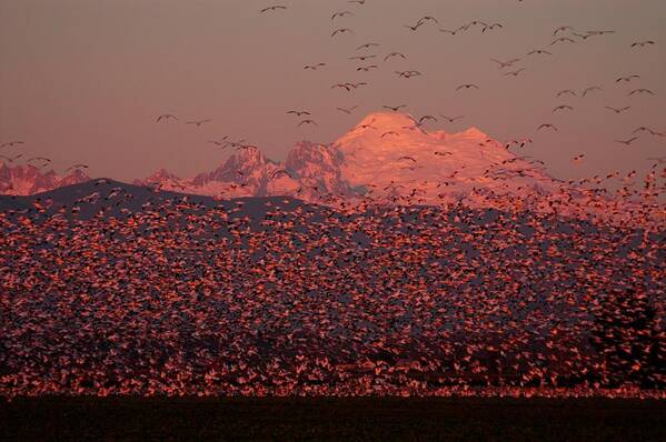 Geese Poster featuring the photograph Mt Baker Snow Geese by Owen Ashurst