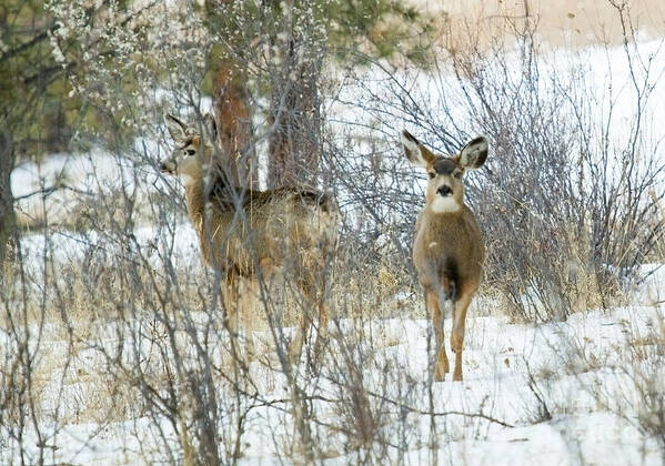 Deer Poster featuring the photograph Mule Deer Does in Snow by Steven Krull