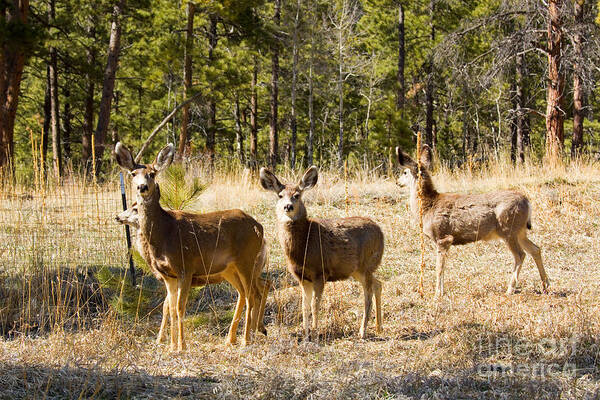 Deer Poster featuring the photograph Mule Deer in the Back Yard by Steven Krull