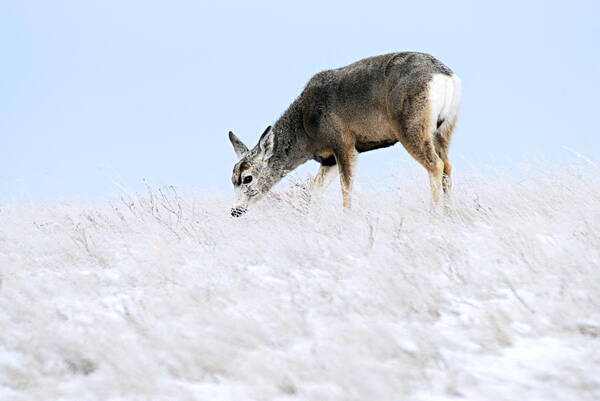 Badlands National Park Poster featuring the photograph Mule Deer in the Snow by Larry Ricker