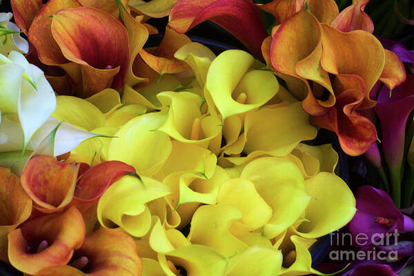 Backgrounds Poster featuring the photograph Multicolored Calla Lillies by Bruce Block