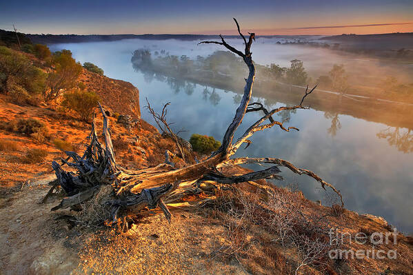Murray River Dawn Sunrise Mist Misty Fog Foggy Still Serene River Fallen Tree Uprooted Inland Water Early Morning Landscape Landscapes South Australia Australian Poster featuring the photograph Murray River Dawn by Bill Robinson