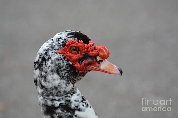 Muscovy 16-02 Poster featuring the photograph Muscovy 16-02 by Maria Urso
