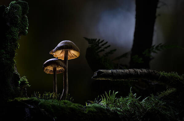 Autumn Poster featuring the photograph Mushroom light by Dirk Ercken