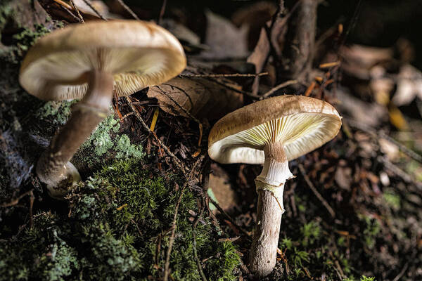 Mushrooms Poster featuring the photograph Mushrooms by Deborah Penland