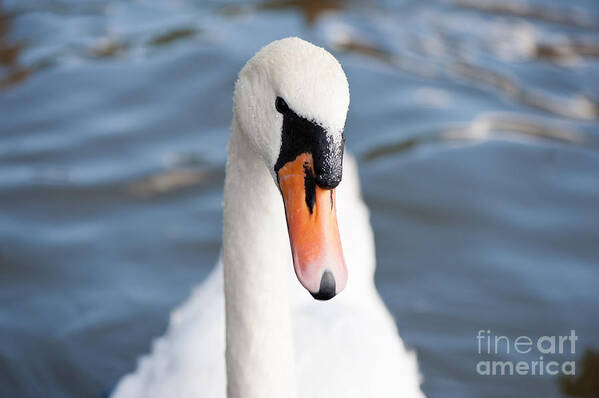 Swan Poster featuring the photograph Mute swan head portrait by Arletta Cwalina