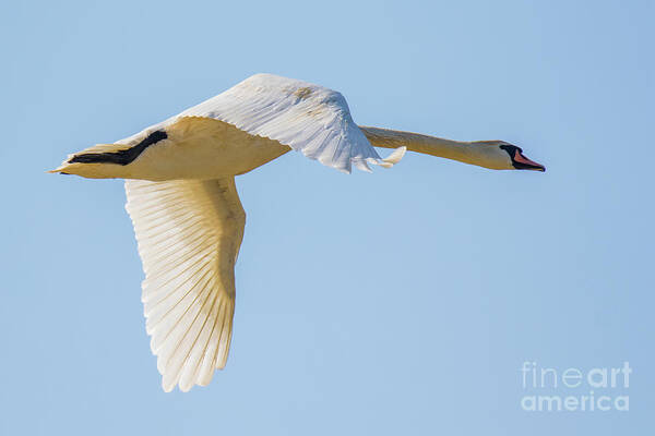 Anatidae Poster featuring the photograph Mute swan by Jivko Nakev