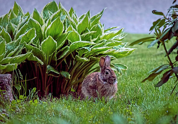 Bunny Poster featuring the photograph My Peter Rabbit by ChelleAnne Paradis