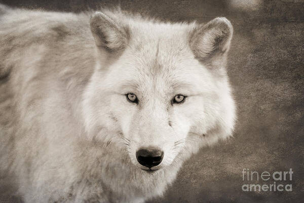 Wolf Poster featuring the photograph Mystical Creature by Ana V Ramirez