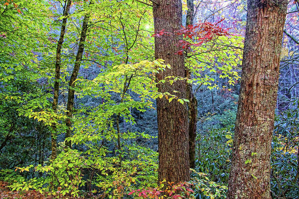 Nantahala National Forest Poster featuring the photograph Nantahala by HH Photography of Florida