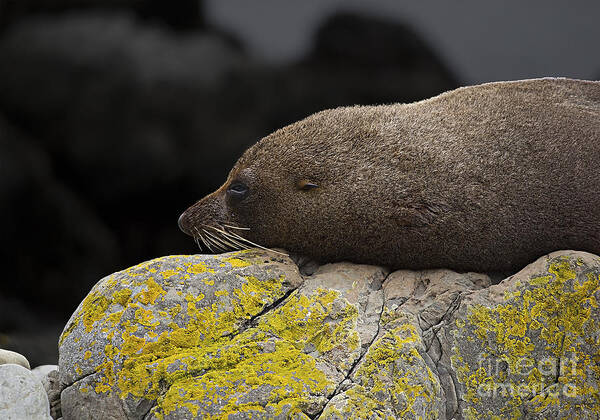 Seal Poster featuring the photograph Nap Time by Peter Kennett