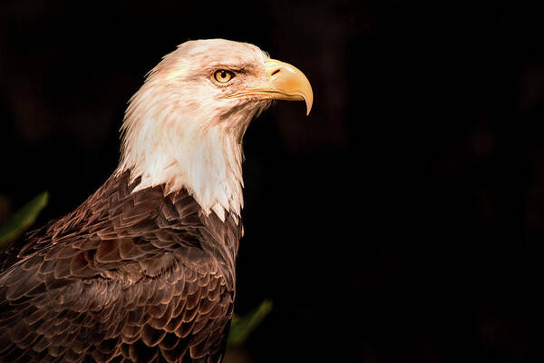 Bird Poster featuring the photograph National Bird by Don Johnson