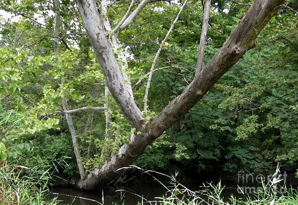 Photography Poster featuring the photograph Natural Bridge by Kathie Chicoine