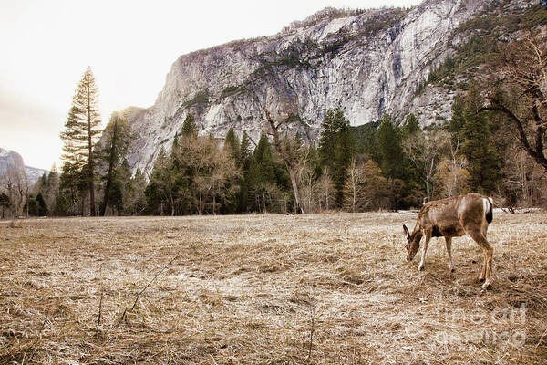 Yosemite National Park Poster featuring the photograph Natural Deer Yosemite National Park by Chuck Kuhn