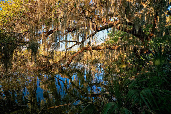 Landscape Poster featuring the photograph Naturally Florida by Christopher Holmes